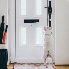 Hangos kiskutya ajtócsengő