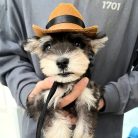 Macska-cowboy Sapka