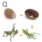 Életciklus Modell - oktató játék